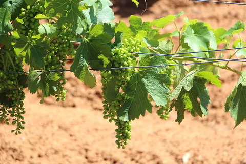 Hunter Valley Private Tour Including Wine, Chocolate, Cheese, Vodka, Gin Tasting - ACT Tourism 12