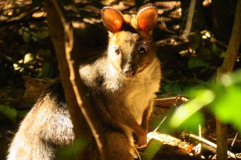 Byron Bay Wildlife Safari - ACT Tourism 3