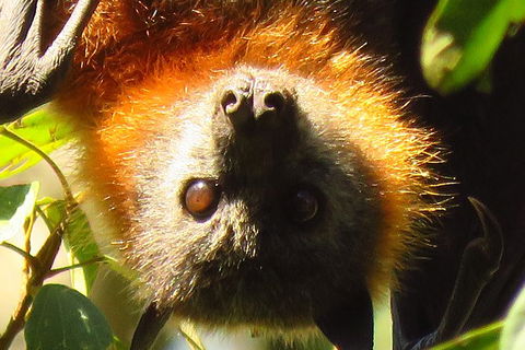Byron Bay Wildlife Safari - ACT Tourism 9