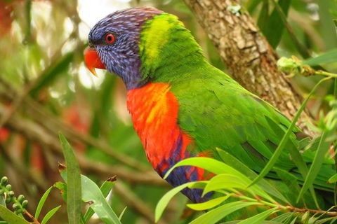 Byron Bay Wildlife Safari - ACT Tourism 7
