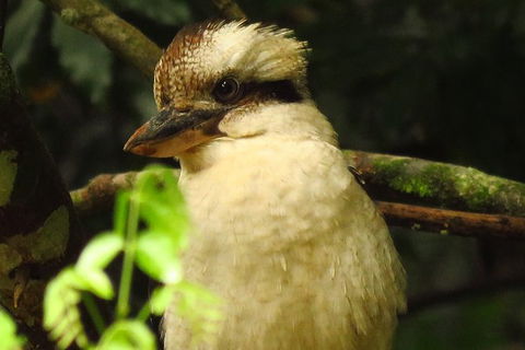 Byron Bay Wildlife Safari - ACT Tourism 5