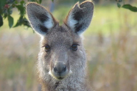 Byron Bay Wildlife Safari - ACT Tourism 11