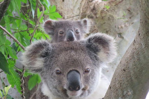 Byron Bay Wildlife Safari - ACT Tourism 2