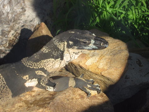 Armadale Reptile Centre - ACT Tourism 0