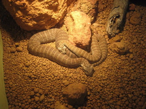 Armadale Reptile Centre - ACT Tourism 1