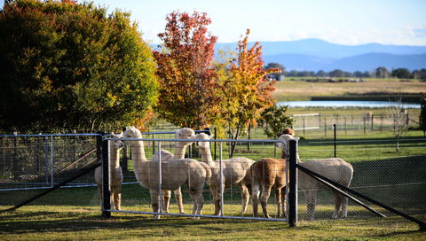 Blackwattle Alpaca Farm - ACT Tourism 0