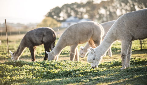 Blackwattle Alpaca Farm - ACT Tourism 1