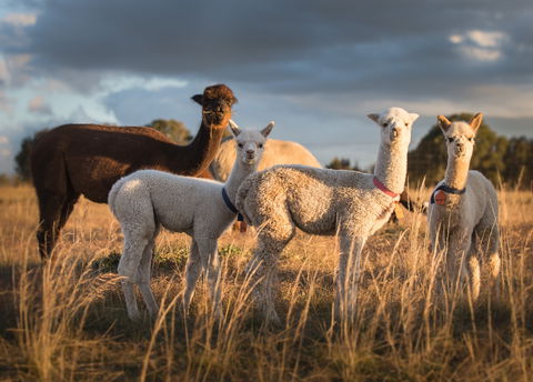 Blackwattle Alpaca Farm - ACT Tourism 2
