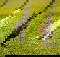 Bordertown Wildlife Park - ACT Tourism