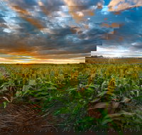 Capella - ACT Tourism