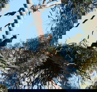 Castle Creek Reserve - ACT Tourism