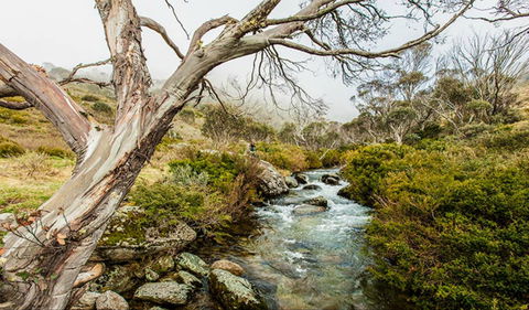 Dead Horse Gap Walking Track - ACT Tourism 0
