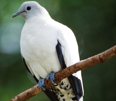 Goold Island National Park - ACT Tourism 1