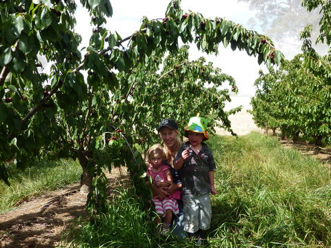 Harben Vale Pick Your Own Cherries - ACT Tourism 0