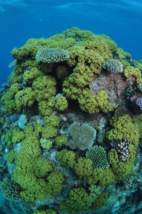 Keeper Reef Dive Site - ACT Tourism 0