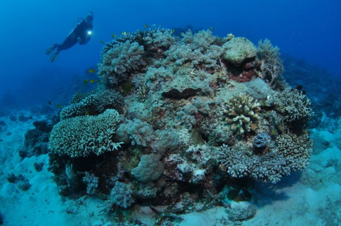 Keeper Reef Dive Site - ACT Tourism 1