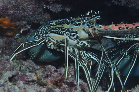 Keeper Reef Dive Site - ACT Tourism 2