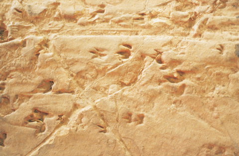 Lark Quarry Conservation Park - ACT Tourism 2