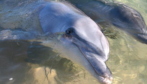 Monkey Mia - ACT Tourism 1