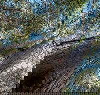 Wallumatta Nature Reserve - ACT Tourism