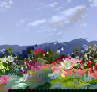 Blue Lotus Water Garden - ACT Tourism