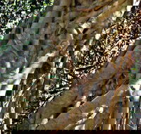 Bundagaree Rainforest Walk - ACT Tourism