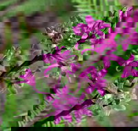 Cassinia Walking Track - ACT Tourism
