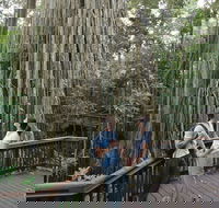 Curtain Fig Tree Yungaburra - ACT Tourism