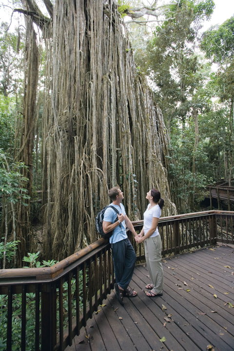 Curtain Fig Tree, Yungaburra - ACT Tourism 0