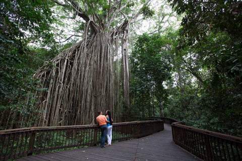 Curtain Fig Tree, Yungaburra - ACT Tourism 1