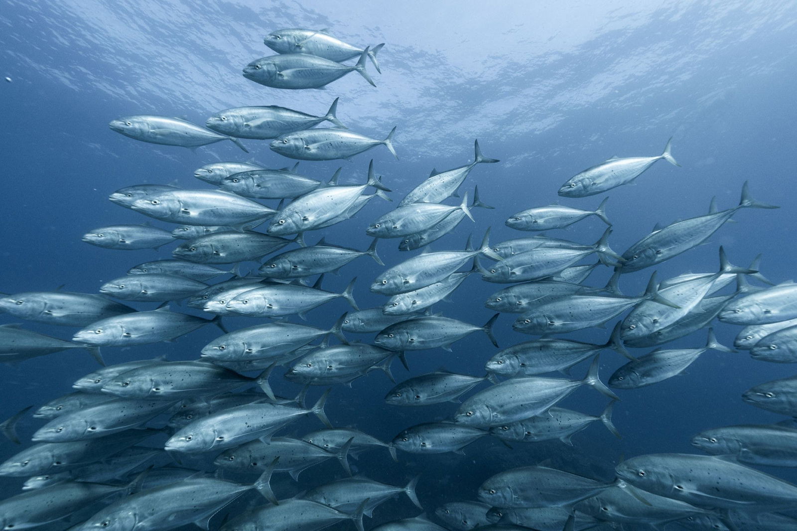 The Keppels QLD ACT Tourism