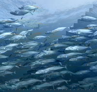 Egg Rock Dive Site - ACT Tourism