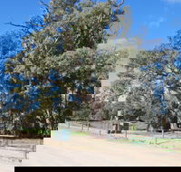 Giant Gum Tree - ACT Tourism