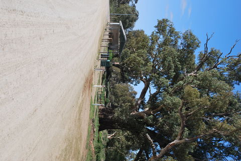 Giant Gum Tree - ACT Tourism 1
