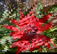 Inverawe Native Gardens - ACT Tourism