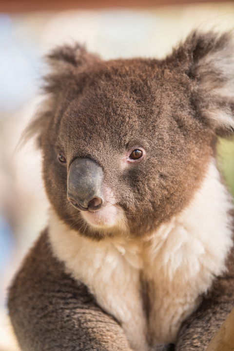 Kyabram Fauna Park - ACT Tourism 0