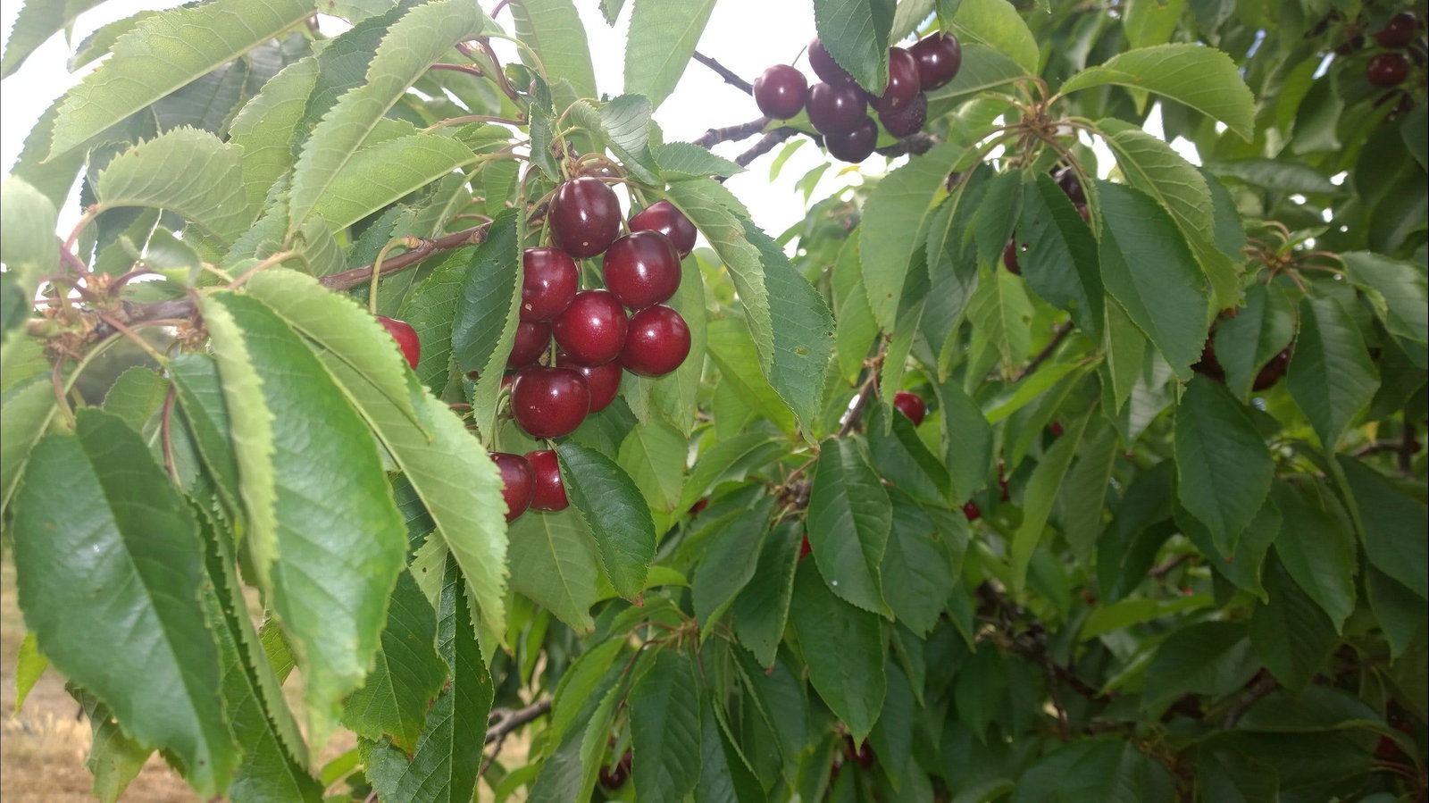 Kingsvale NSW ACT Tourism