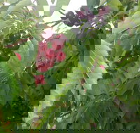 Martin's Orchard - ACT Tourism