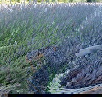 Melton - ACT Tourism