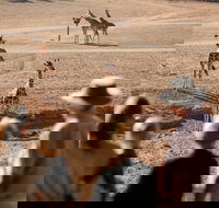 Monarto Safari Park - ACT Tourism