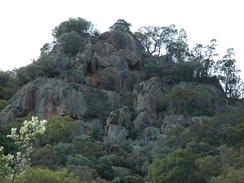 Mount Yarrowyck Nature Reserve - ACT Tourism 0