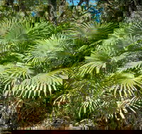 Mungo Rainforest Walk - ACT Tourism