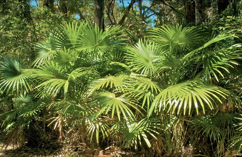 Mungo Rainforest Walk - ACT Tourism 0