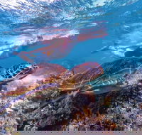 Ningaloo Marine Park - ACT Tourism