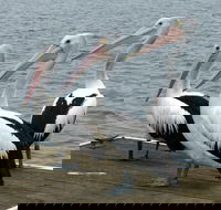 Pelican Feeding - ACT Tourism