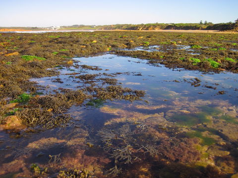 Point Danger Marine Sanctuary - ACT Tourism 0