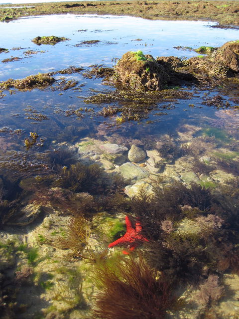 Point Danger Marine Sanctuary - ACT Tourism 1
