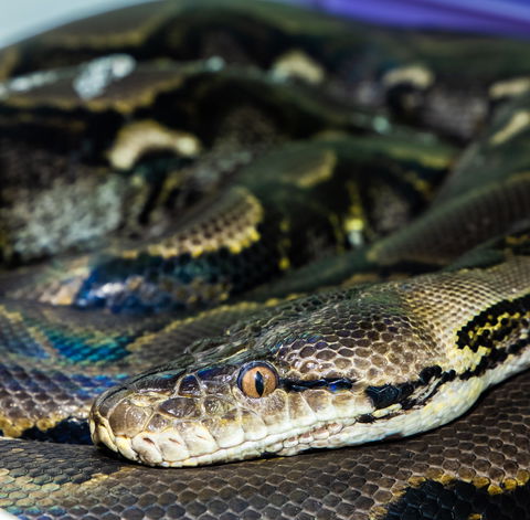 Serpentarium Wildlife Park Tasmania - ACT Tourism 1