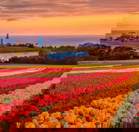 Table Cape - ACT Tourism