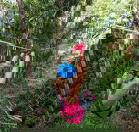 TreeTop Challenge - Sunshine Coast - ACT Tourism